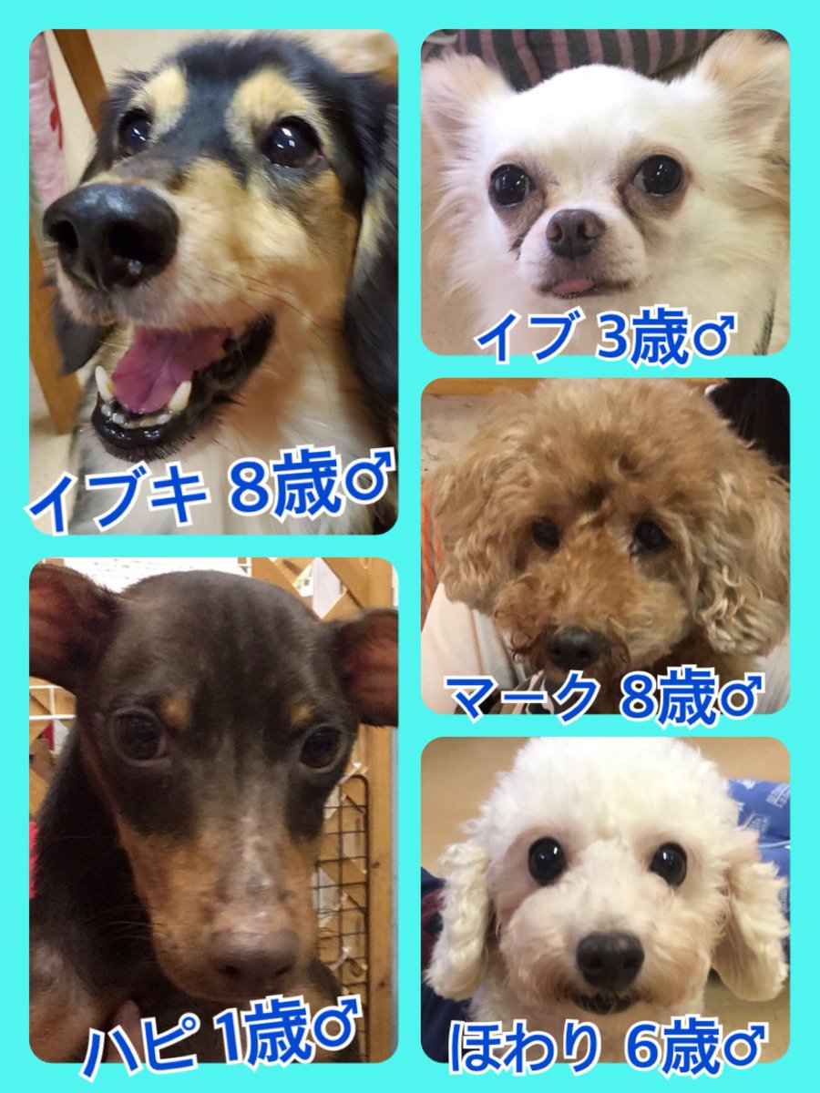 🐾今日の里親様募集中ワンコ🐶メンバーです🐾2019,9,28
